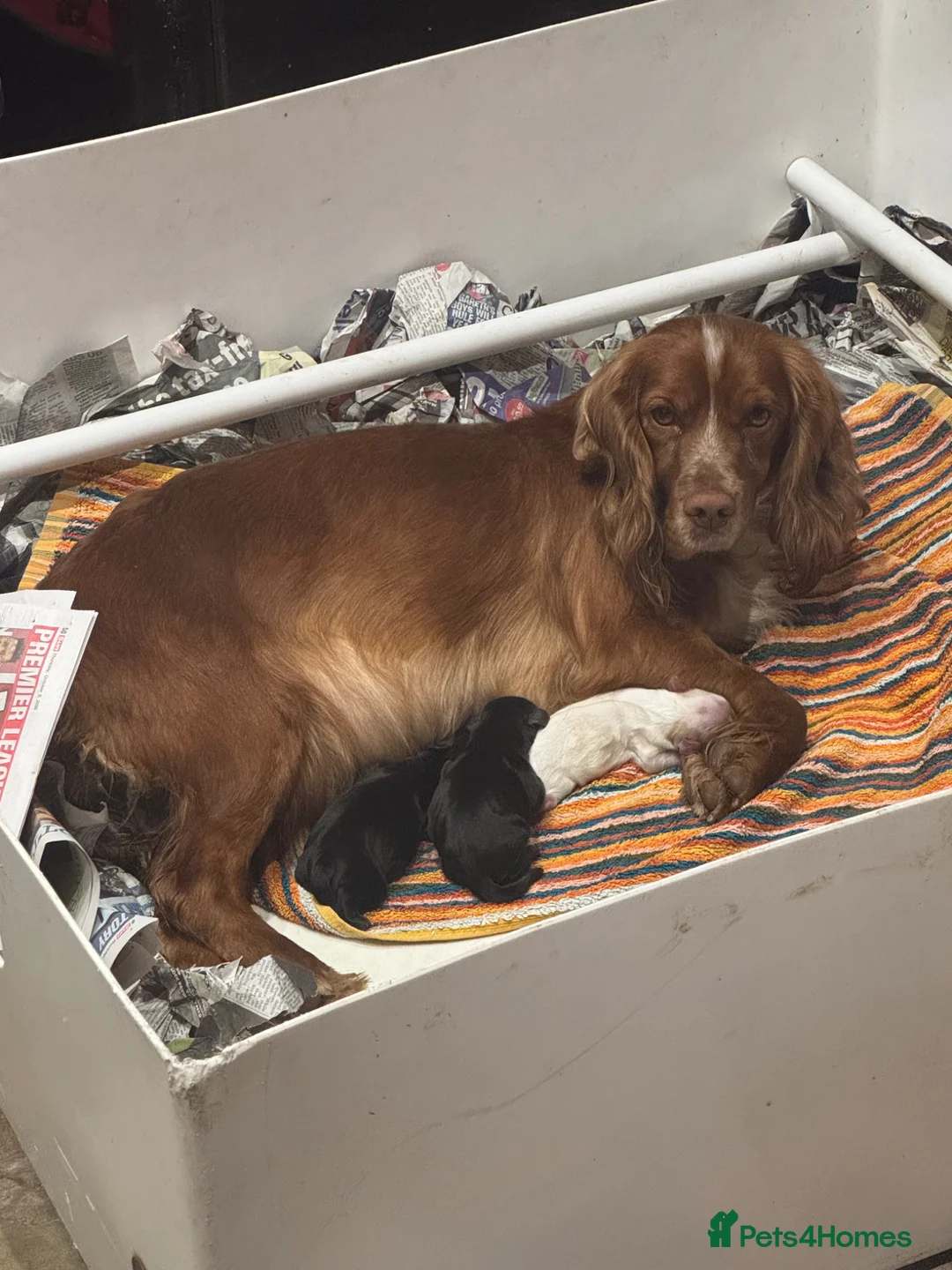 Cocker Spaniel dogs for sale: Working Cocker Spaniel Puppies - Advert 2