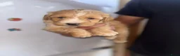 Cockapoo dogs for sale: Beautiful puppy - Advert 7