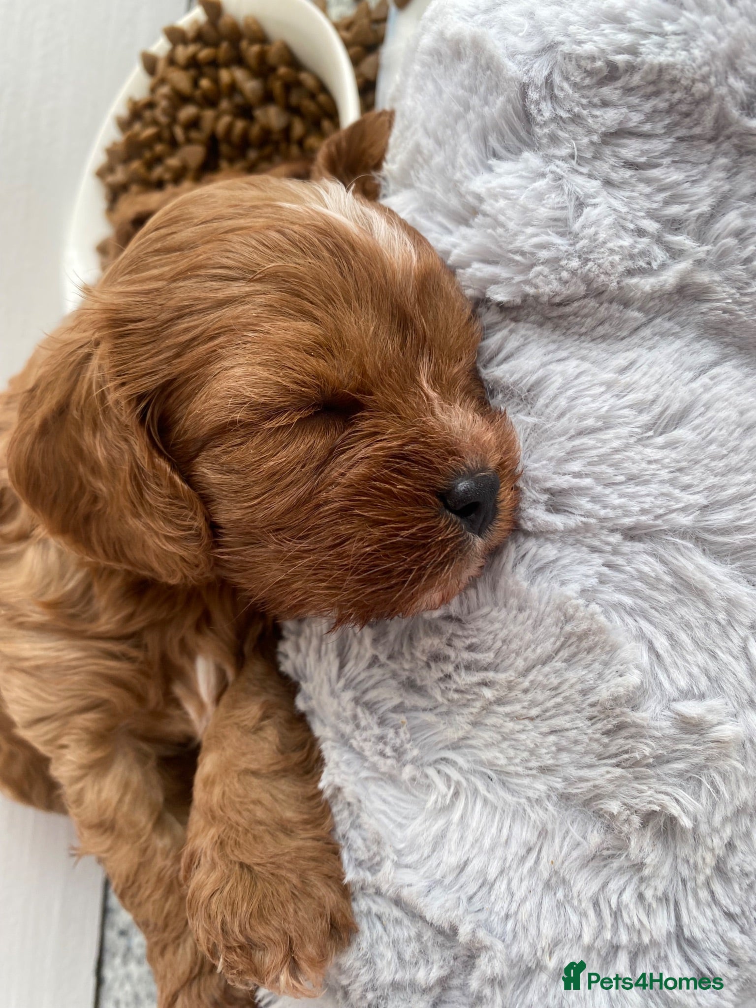 Cavapoo dogs Red Cavapoo babies - Advert 9