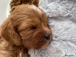 Cavapoo dogs Red Cavapoo babies - Advert 9
