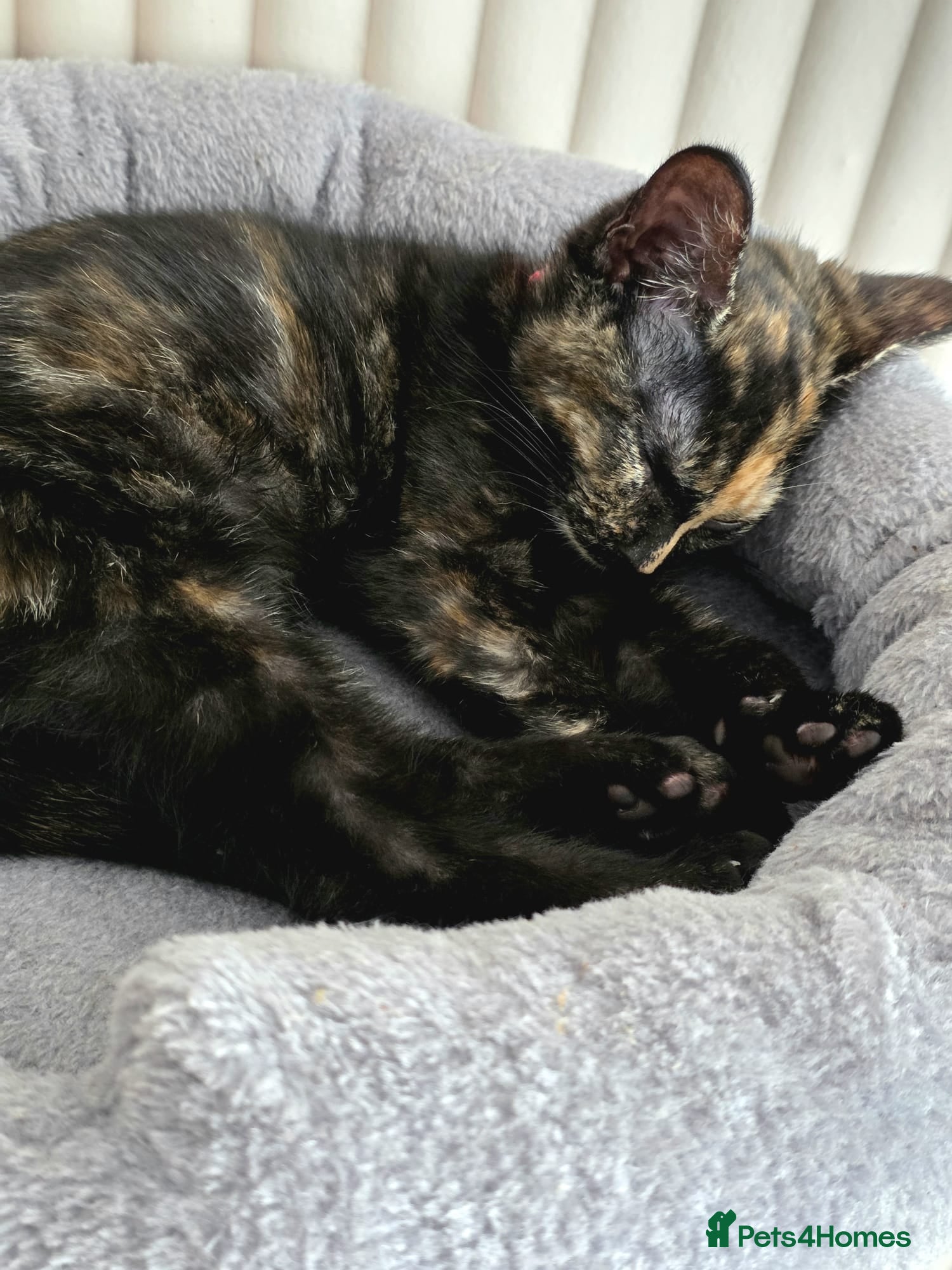 Mixed Breed cats Female mix breed  - Advert 5