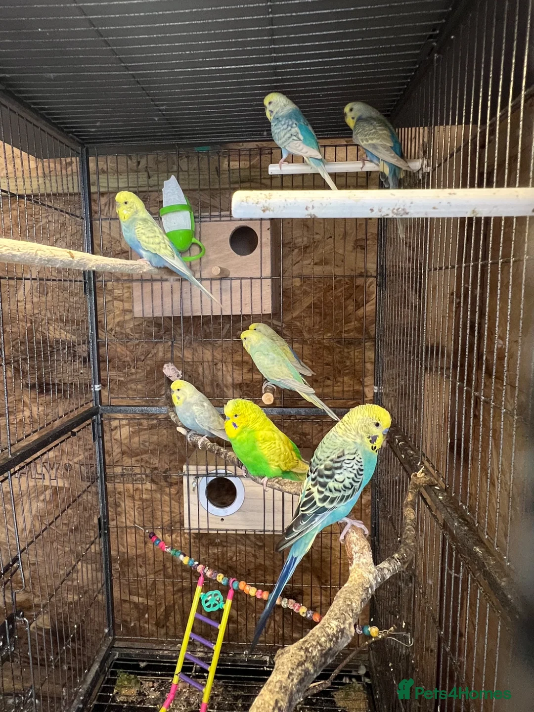 Budgerigars birds for sale: Budgies  in Dewsbury - Advert 1