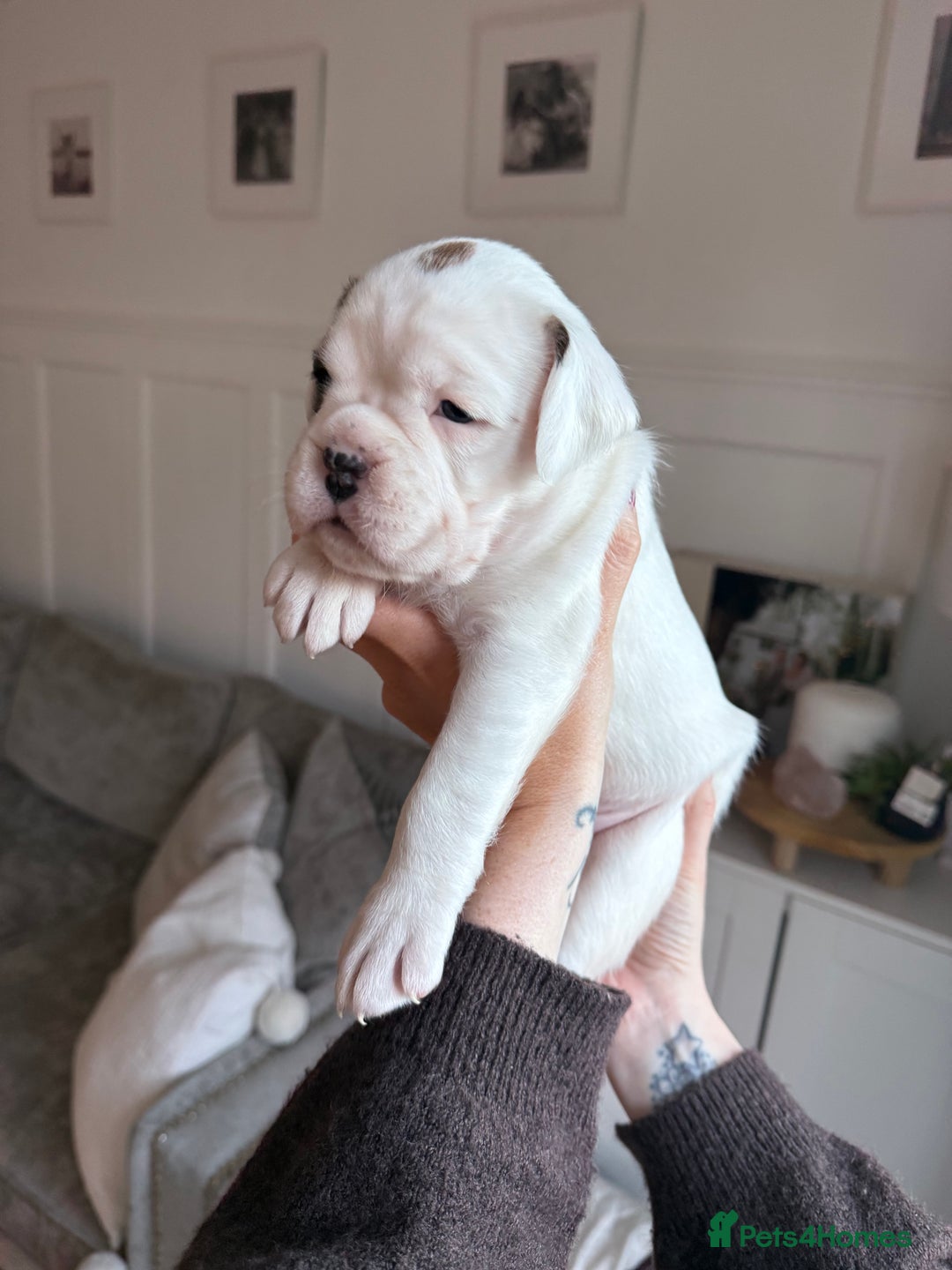 Boxer dogs for sale: 4 CHAMP BLOODLINE CHUNKY BOXER PUPS, bobtail/tail - Advert 28