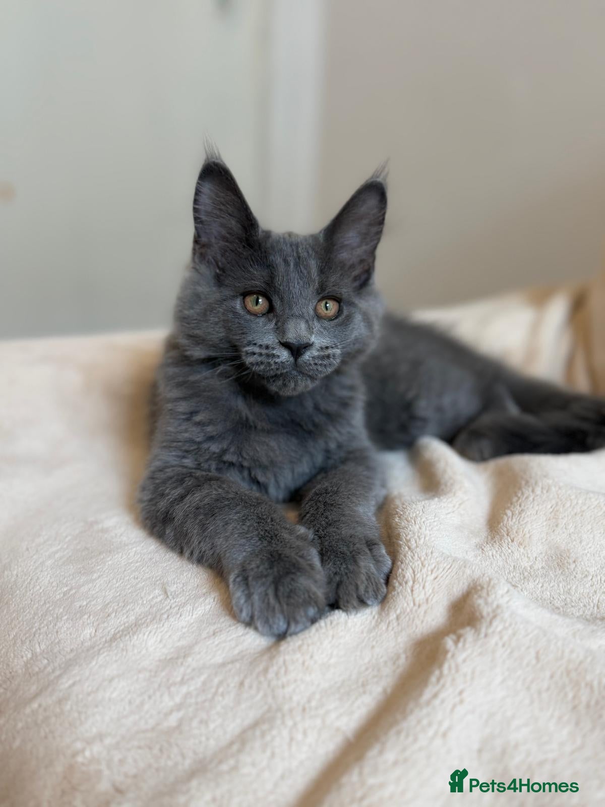 Maine Coon cats     Stunning Purebred Maine Coon Kitten - Advert 2