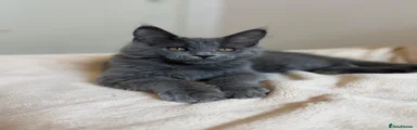 Maine Coon Kitten 6