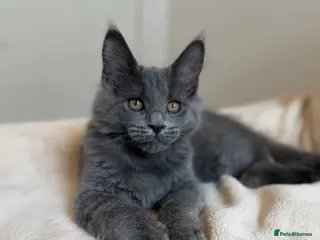 Maine Coon cats Stunning Purebred Maine Coon Kitten - Advert 2