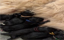 Goldendoodle dogs for sale: F1 Goldendoodle black Puppies - Image 6