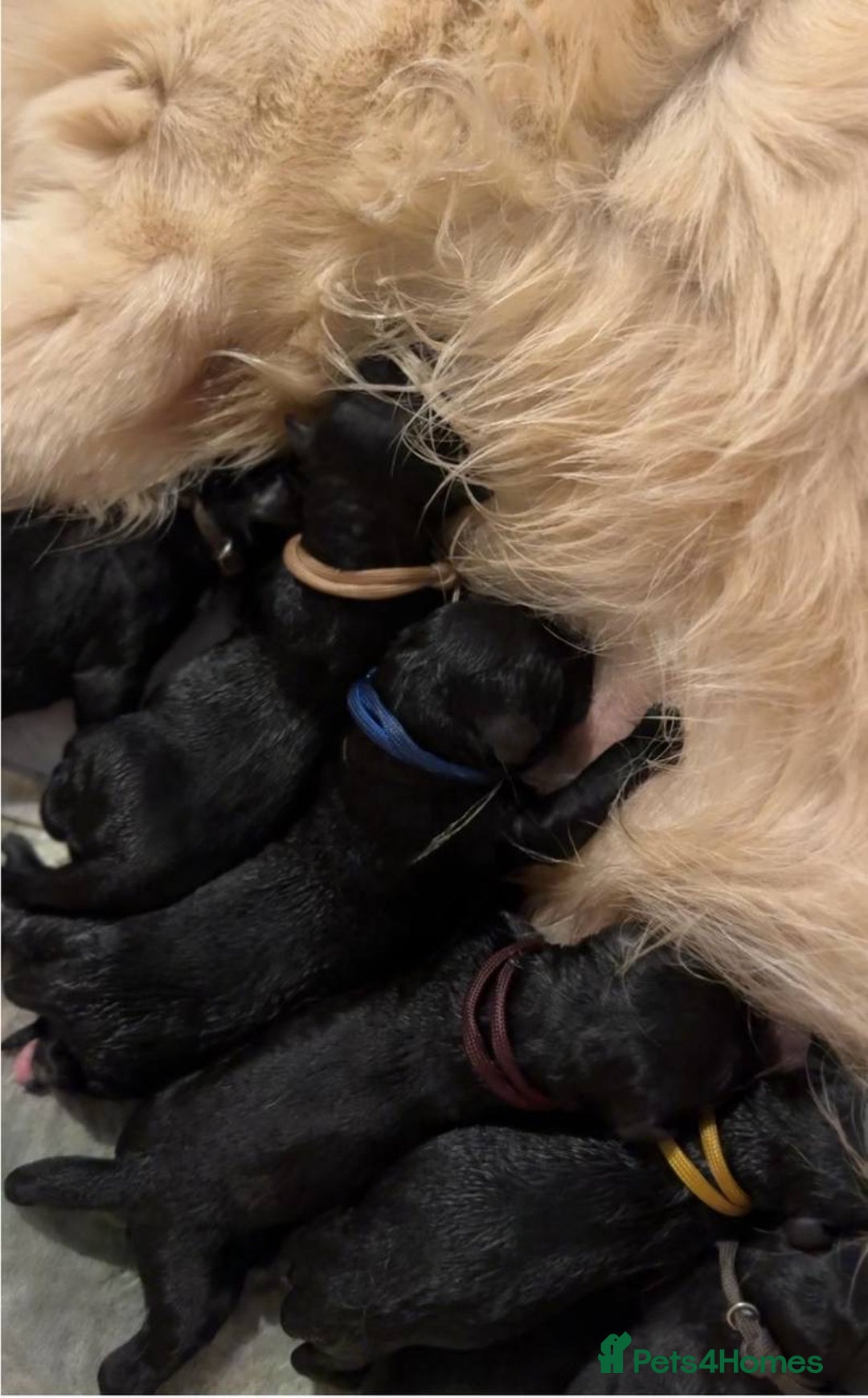 Goldendoodle dogs for sale: F1 Goldendoodle black Puppies - Image 6