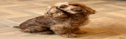 Cocker Spaniel dogs for sale: 🍋REAVAILABLE KC lemon roan show cocker - Advert 13