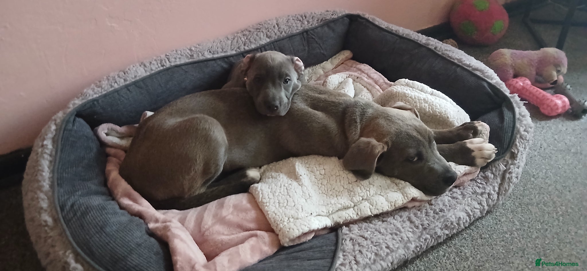 Mixed Breed dogs for sale: English bulldog cross lurcher for sale £600 - Advert 3