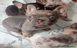 French Bulldog dogs for sale: REDUCED !!!! FRENCH BULLDOG PUPS / READY NOW!!! - Image 4