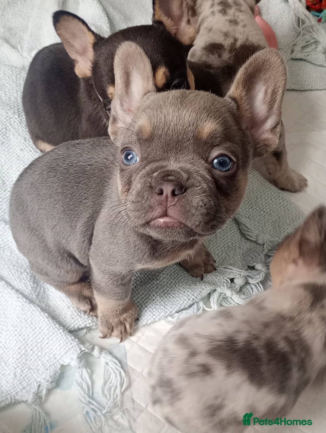French Bulldog dogs for sale: REDUCED !!!! FRENCH BULLDOG PUPS / READY NOW!!! - Image 4