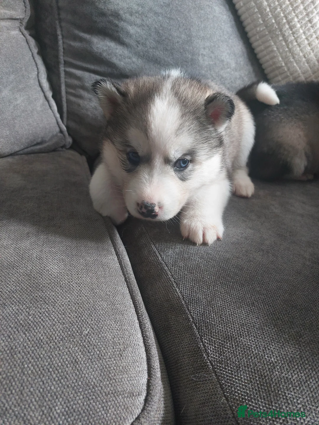 Siberian Husky dogs for stud: BLUE EYED HUSKY FOR STUD in Doncaster - Advert 29