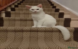 Turkish Angora cats for sale: Rosi  - Image 3