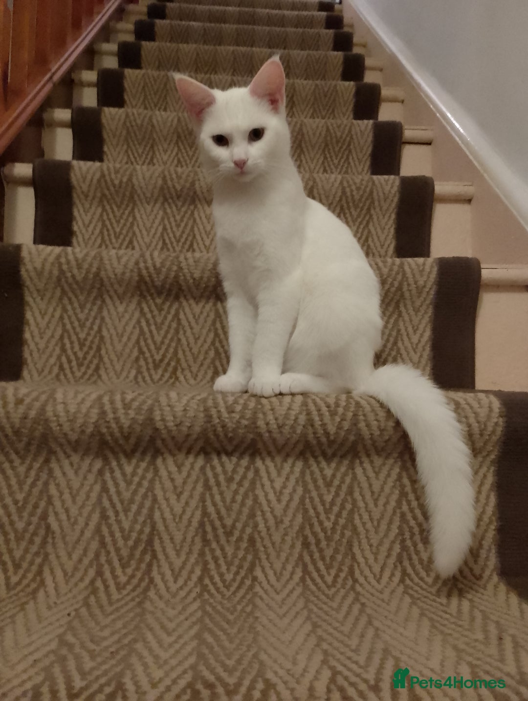 Turkish Angora cats for sale: Rosi  - Image 3