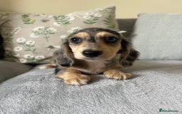 Miniature Dachshund dogs for sale: READY NOW Miniature long hair dachshund  - Image 32