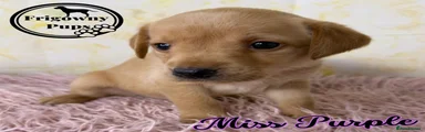 Miss Purple