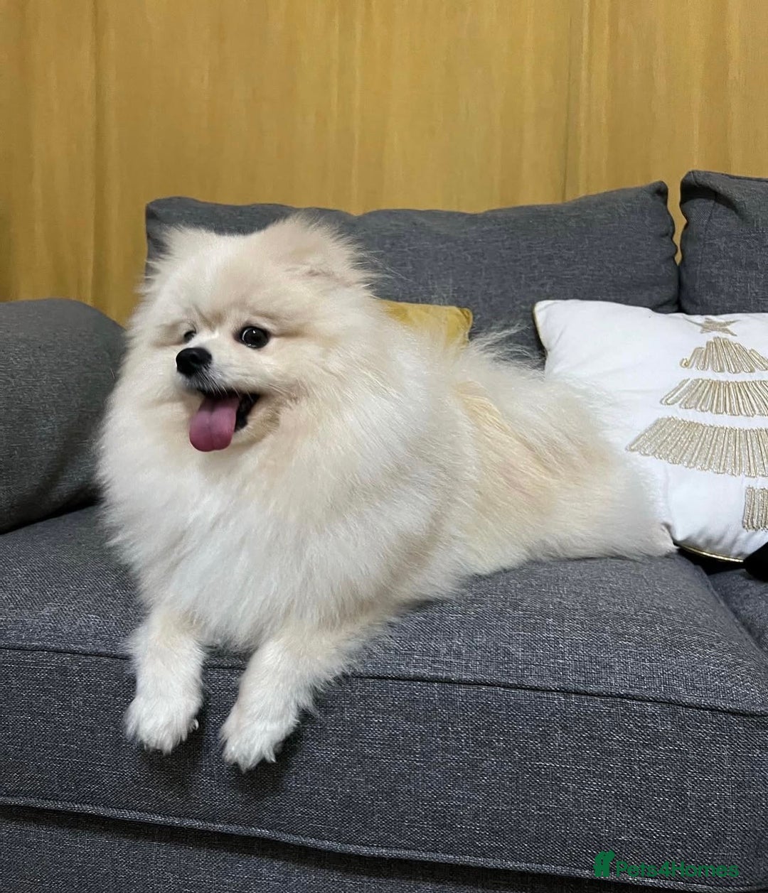 Pomeranian dogs for sale: Pomeranian white - Image 12