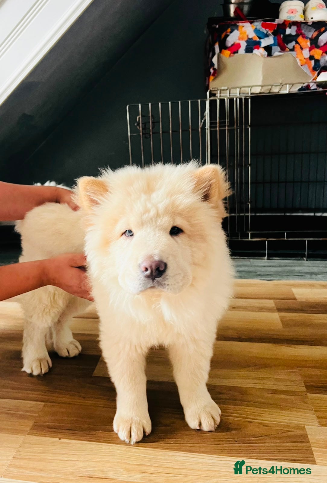 Chow Chow dogs for sale: Beautiful Chow Chow Puppies  - Advert 2