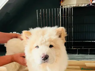 Chow Chow dogs Beautiful Chow Chow Puppies - Advert 1