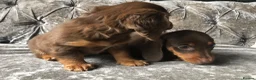 Miniature Dachshund dogs for sale: Miniature long haired dachshund READY NOW - Advert 18