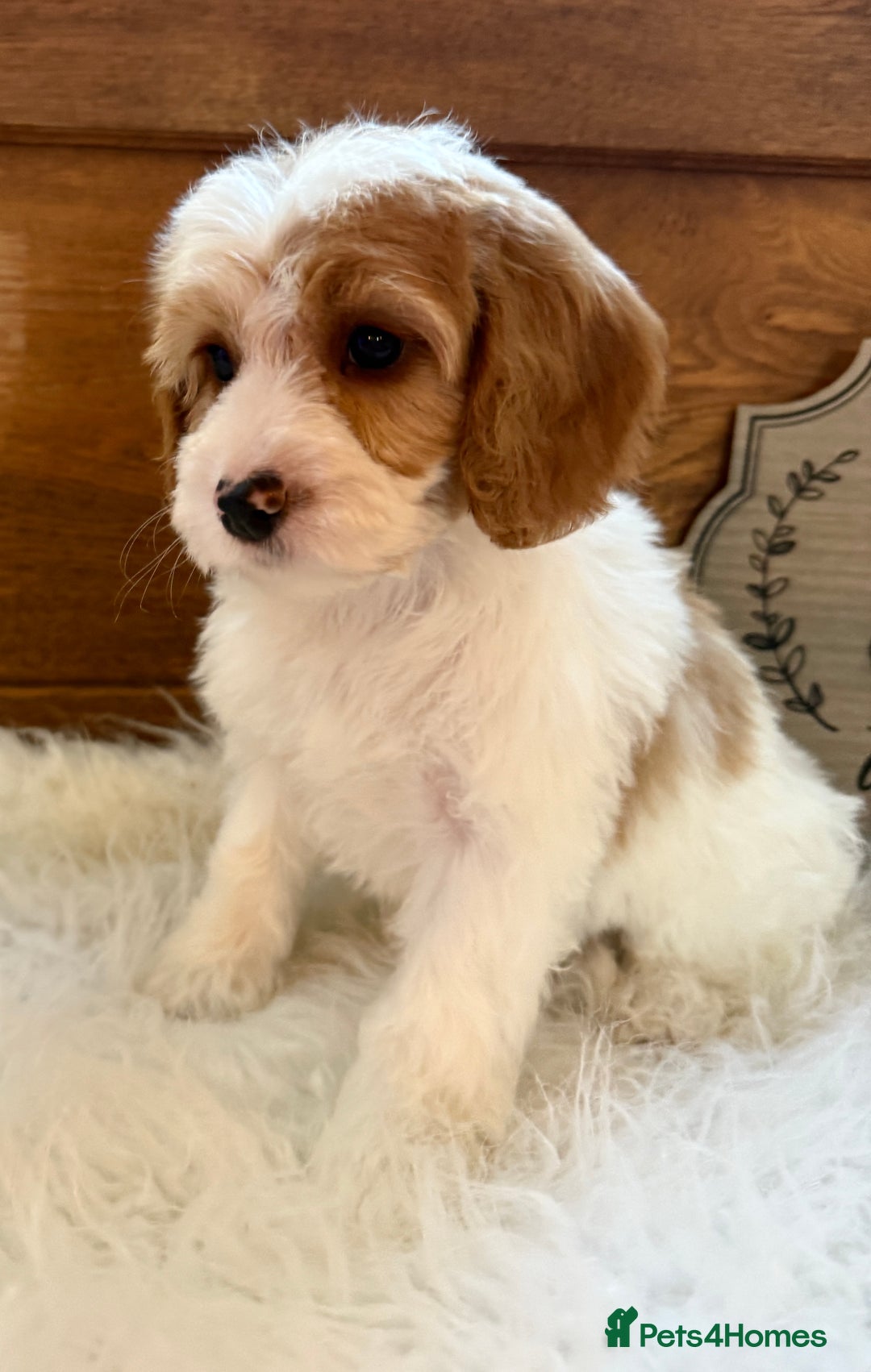 Cockapoo dogs for sale: Gorgeous Cockapoo puppies - Advert 3
