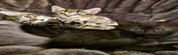 Mixed Breed cats for sale: Super Energetic and Friendly Kittens - Advert 7