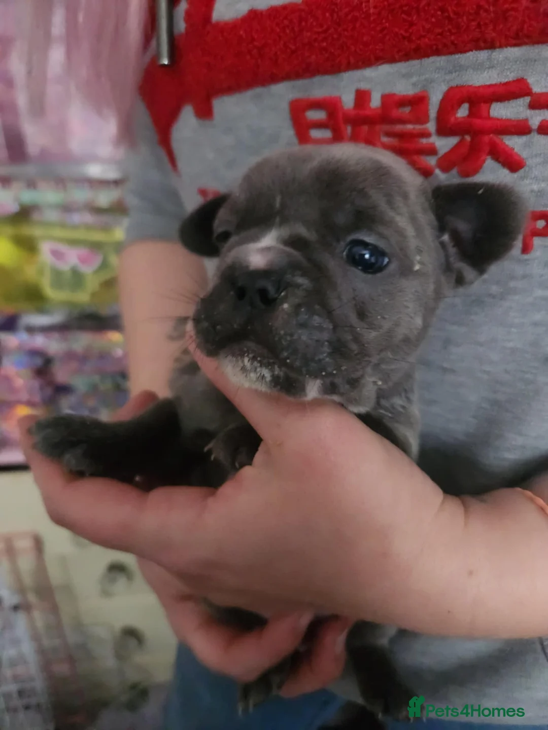 French Bulldog dogs for sale: Frenchie puppies - Advert 6