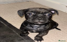 Frug dogs for sale: F1 Frug  - Image 2