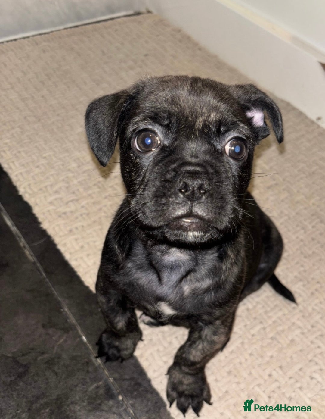 Frug dogs for sale: F1 Frug  - Image 2