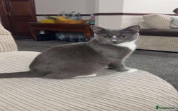 Domestic Shorthair cats for sale: brother and sister  - Image 11