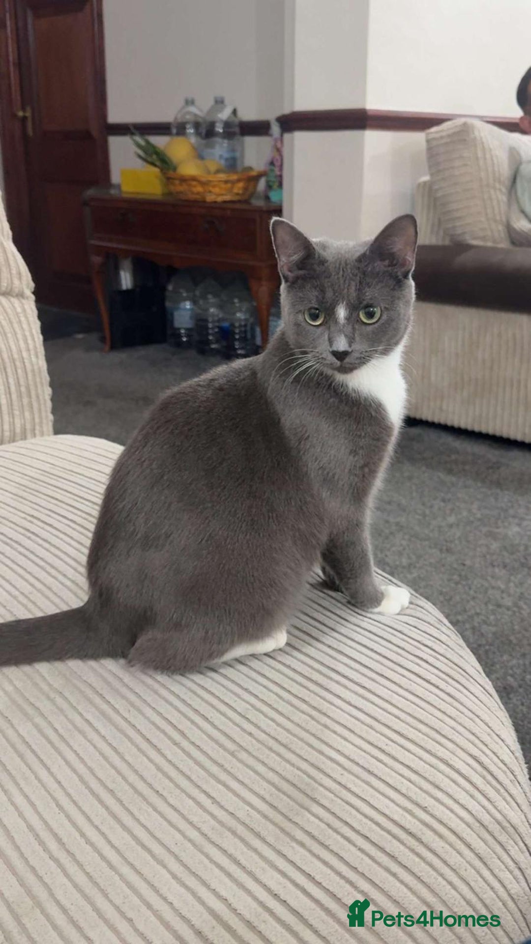 Domestic Shorthair cats for sale: brother and sister  - Image 11