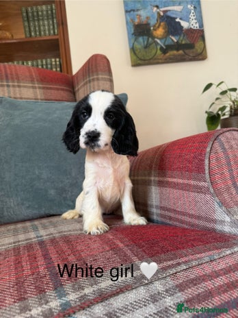 Cocker Spaniel dogs - Advert 8