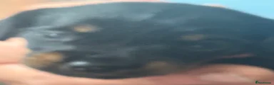 Dachshund 1