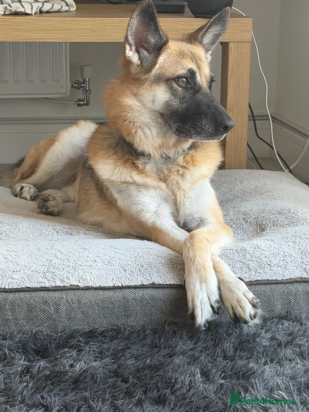 German Shepherd dogs for sale: Luna  - Advert 3