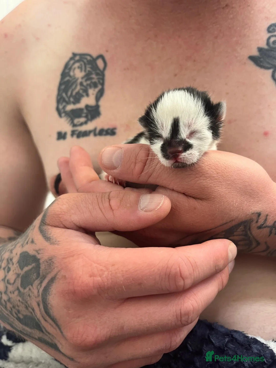 Mixed Breed cats for sale: Kittens for sale  - Advert 2