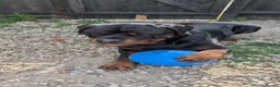 Rottweiler dogs for stud: Rottweiler Male Stud - Advert 6
