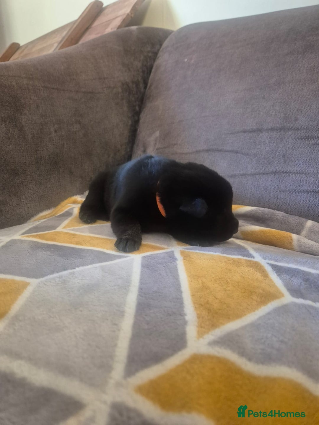 Mixed Breed dogs for sale: Stunning litter of puppies!! - Advert 16