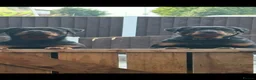 Rottweiler dogs for sale: World champion bloodlines 1 girl available  - Advert 20