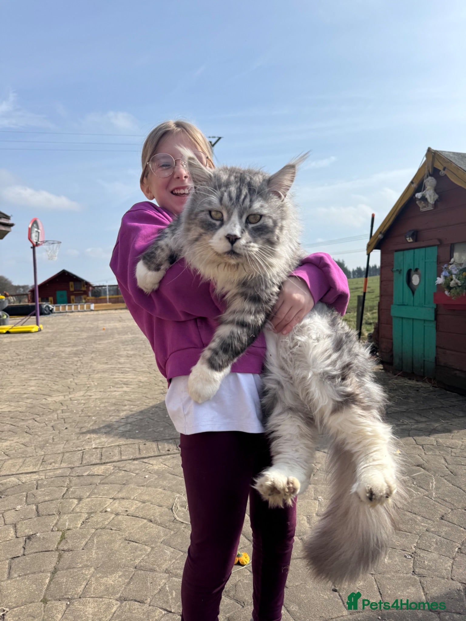 Maine Coon cats Maine coon stud Ozzy import Poland - Advert 2
