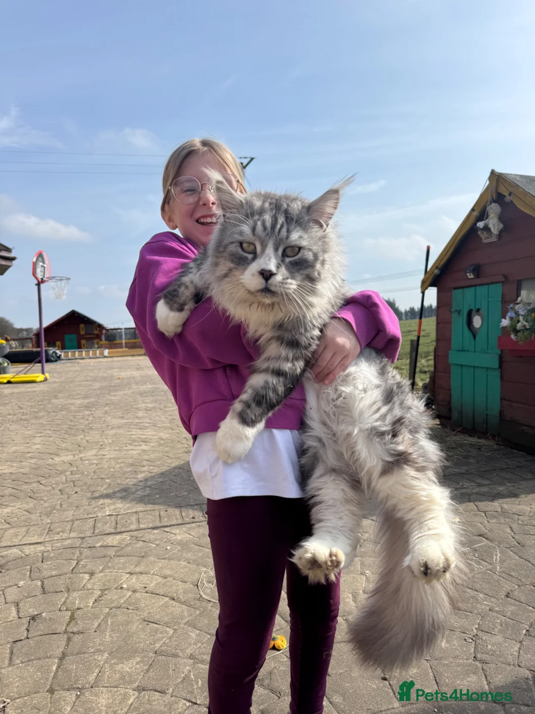 Maine Coon cats for stud: Maine coon stud Ozzy import Poland - Advert 1