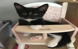 Turkish Angora cats for sale: Turkish angora cross bengal x tabby - Image 6