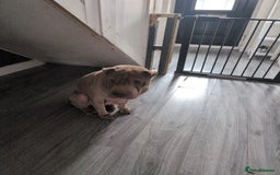 Shar Pei dogs for sale: Blue dilute shar pei boy  - Image 4
