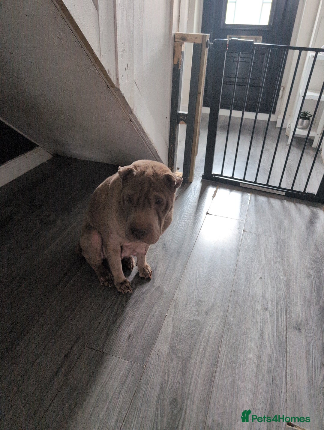 Shar Pei dogs for sale: Blue dilute shar pei boy  - Image 4