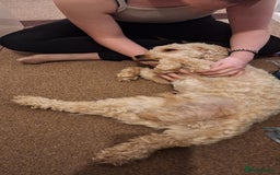 Cockapoo dogs for stud: F1 Cockapoo Stud (Unproven) - Image 5