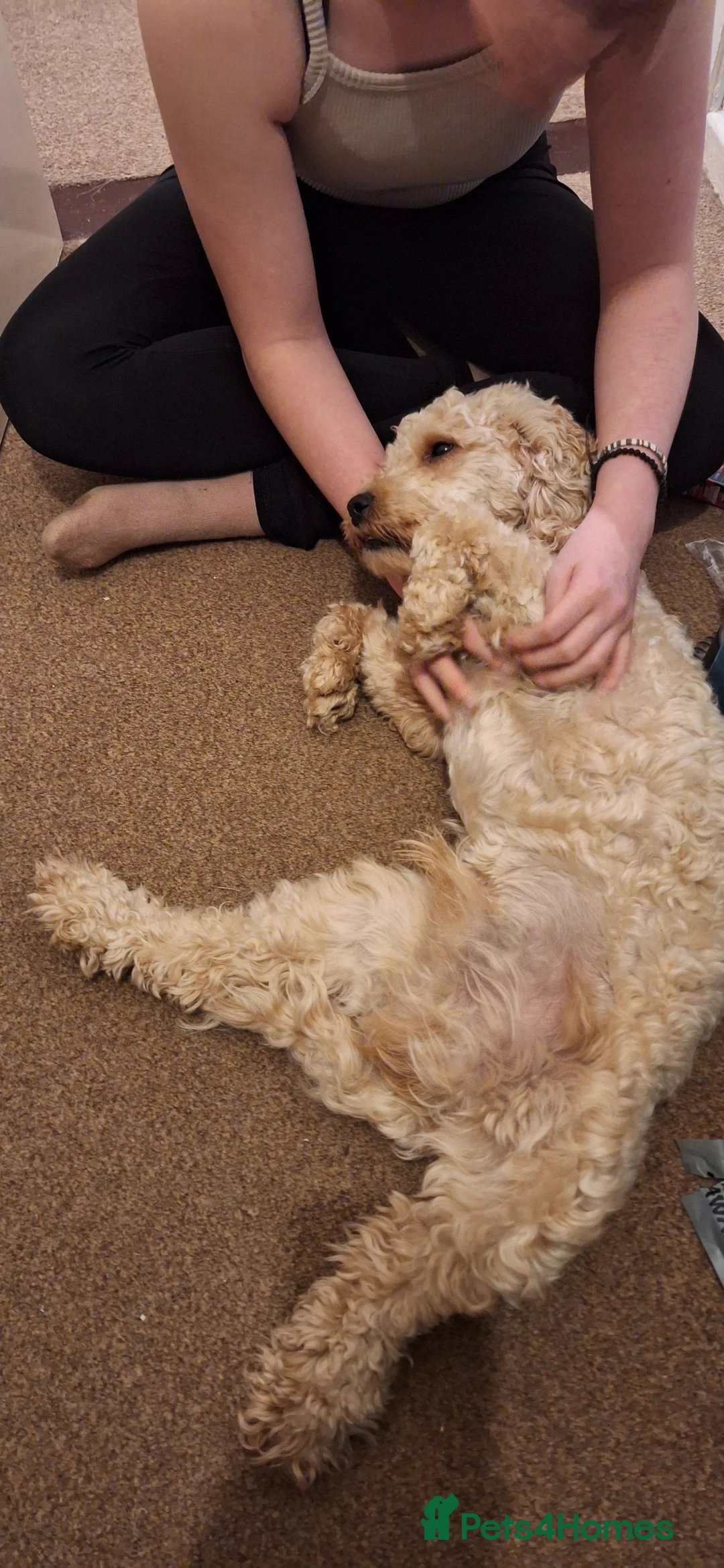 Cockapoo dogs for stud: F1 Cockapoo Stud (Unproven) - Advert 5