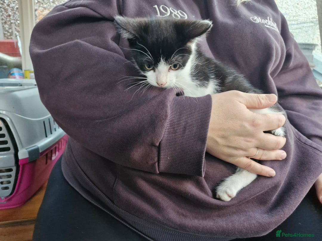 Mixed Breed cats for sale: Mixed Breed Kittens  - Image 9