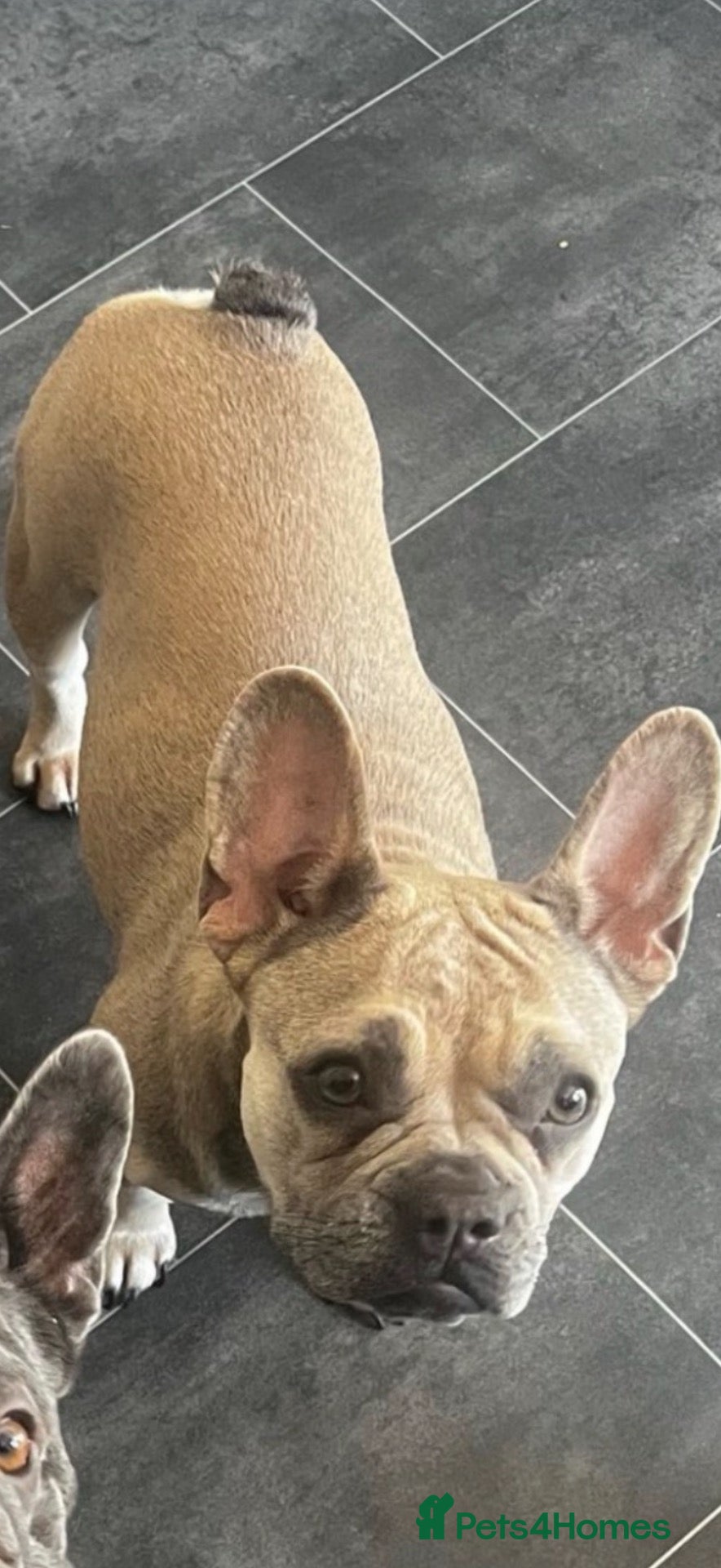 French Bulldog dogs 2 Male French Bulldogs For Sale - Advert 2
