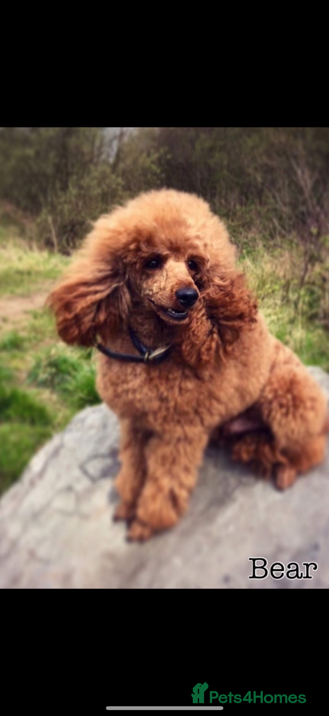 Cockapoo dogs for sale: Beautiful Cockapoo, looking for his forever home.  - Advert 10