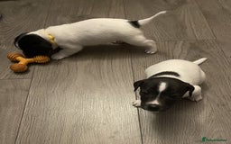 Jack Russell dogs for sale: Gorgeous Jack Russell Puppies For Sale - Image 5